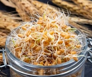 انواع ارد جوانه گندم