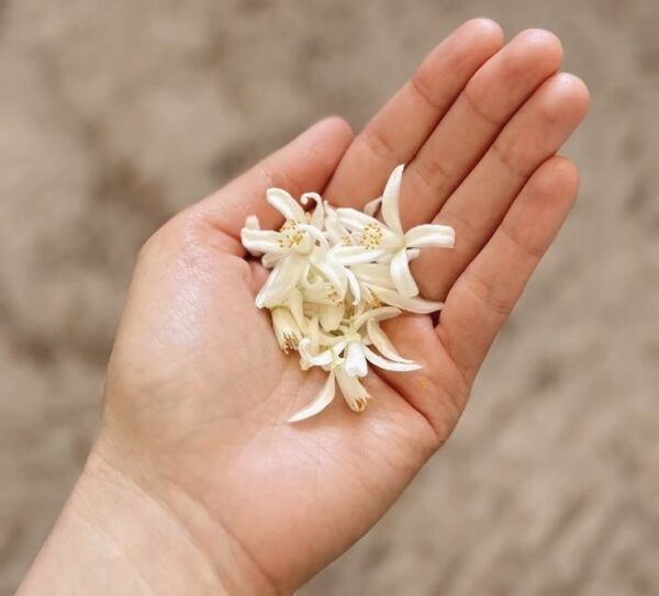 عرق بهارنارنج درجه یک ۱ لیتری - Image 3