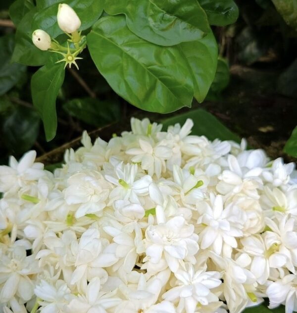 عرق بهارنارنج درجه یک ۱ لیتری - Image 2