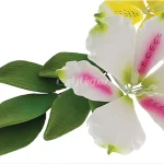 ست برگ آلسترومریا گلسازی - Image 2