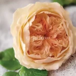 ست گل دیوید آستین گلسازی - Image 2