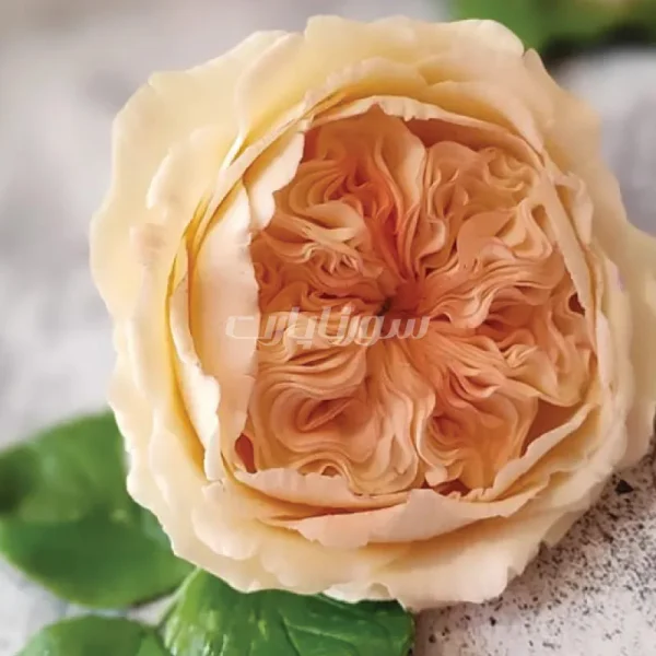 ست گل دیوید آستین گلسازی - Image 2